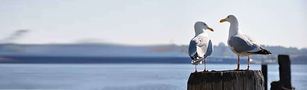 Imagefoto mit zwei Möwen sitzen am Hafen